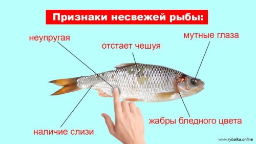 Как выбрать рыбу? ФБУЗ Адыгея